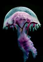 Photo: Y. Ash; For a large picture, see his gallery